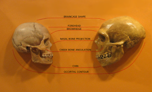 H. Sapiens is on the left