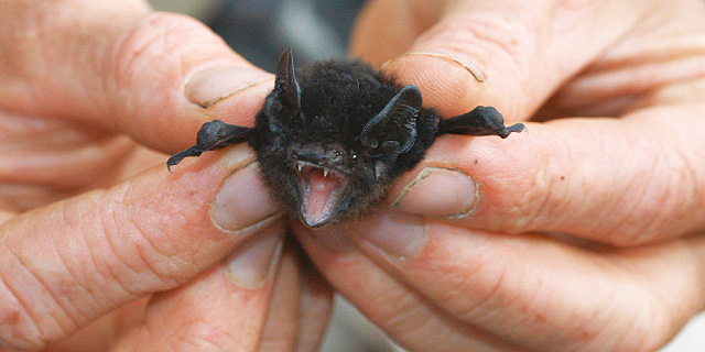 This little microbat can't wait to be free! Photo by Neal Foster