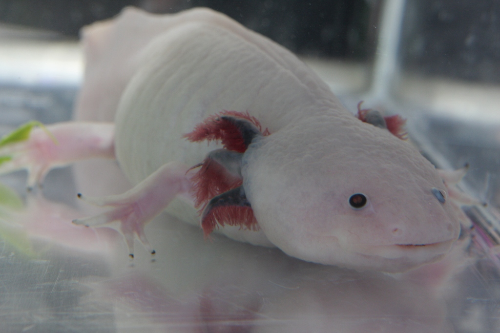 Some captive axolotls, like this one, are leucistic (a condition similar to albinism that causes animals to become white).  Aren't they cute? Image by Henry Mühlpfordt